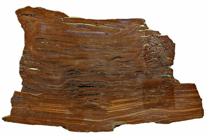 Polished Cretaceous Stromatolite Fossil - Western Australia #180061